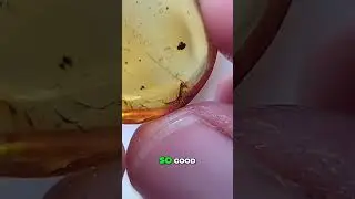 Very Rare Praying Mantis Amber