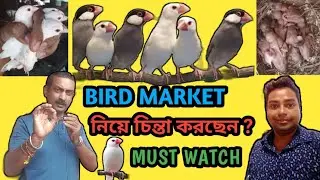 How To Get Success In Java Bird Breeding | Java Full Information | @AB Birds and Dog lovers |