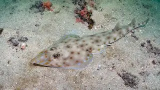 Zanzibar Guitarfish of Wasini Island.