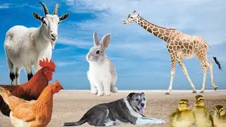 Beautiful Animal Sounds: Rabbit,Chicken, Duck,Goat,Giraffe,Dog And other animals sounds#viralvideo