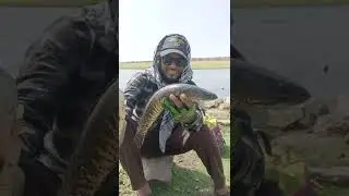 Kabree murral fish
