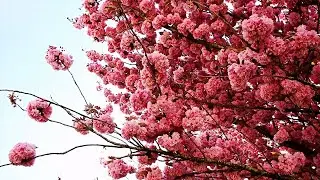 Spring Ambience with Cherry Blossoms, Birds Singing. Woodpecker sound