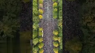 Mass Protest in Berlin Demands End to Israel's Genocide in Gaza #endgenocide #freepalestine #berlin