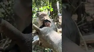 Newborn Baby Monkey So Lovely 