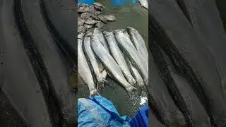 Karli fish datadi mumbai biggest fish market 13/04/23 #video #fish #shorts #shortvideo #rahulfisher