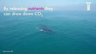 The whale conveyor belt | Whale and Dolphin Conservation