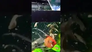Adding guppies to the angelfish tank!