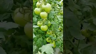 Tomato Harvest Time! 🍅 Fresh, Juicy & Homegrown