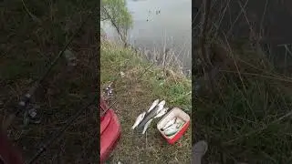 речка порадовала.