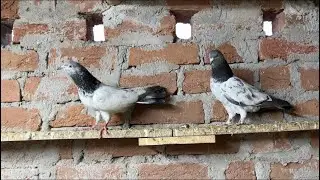High flyer Kabootar For Sale || Rampuri || 35 wale || saleti || Golden || Nayaab : 7028188023