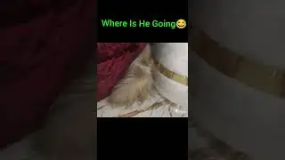 What Is Fluffy Doing?😂 #shorts #funny #greengaming