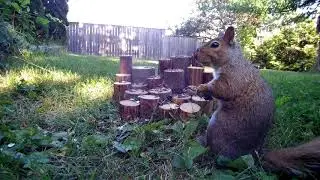 Sunday Squirrels and Birds - July 26 Video for Cats