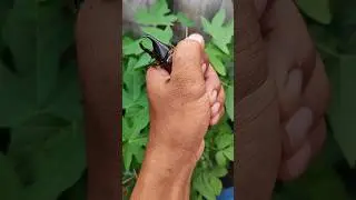 longest rhino beetle in the world #beetle #insects #anyuniqueanimals #acapella