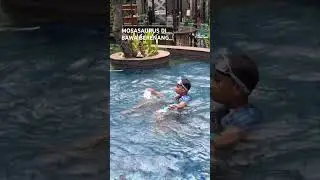 MOSASAURUS DIBAWA BERENANG #mosasaurus #mosasaur #berenang #berenanganak #swimming #swimmingpool