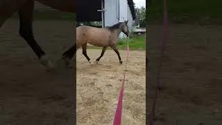 Taila longieren #horse#longieren#pony