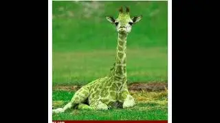 rare colour animals
