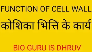 CELL WALL FUNCTION