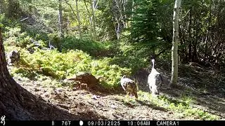 Merriam's turkey hens and poults