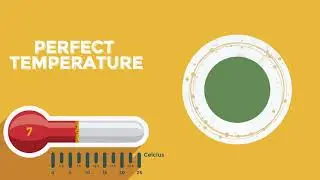 White Wine's Perfect Drinking Temperature?