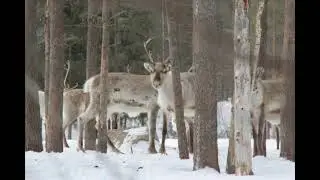 Routakurkku: Hyv&auml;&auml; joulun aikaa ja taikaa. (Hyrin&auml;&auml; ja Kargyraa Style)