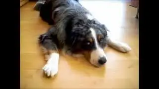Chester &uuml;bt den Trick 