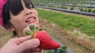 Strawberry picking at Sonrise Farms in Dublin Ga