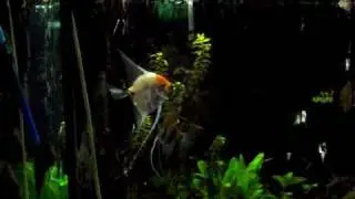 crazy fish chasing laser pointer