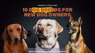 Breed Spotlights &bull; Delving into the History and Traits of Different Dog Breeds