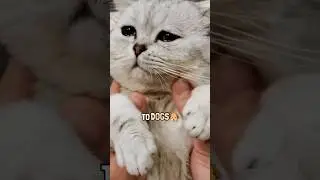 💔Do Dogs really grieve more than cats on Owners death?😿🐶😰 #shorts