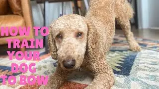 HOW TO TRAIN YOUR DOG TO 