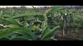 Maykorayza is most useful in Dragon fruit, Dragon fruit farming , ड्रॅगन , मायकोरायझा,
