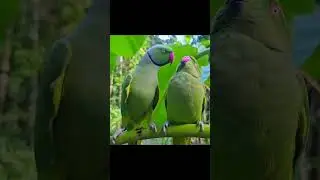 Parrot Talk Mummy #parrot #talkingparrot #parrotmummy #shorts #viralshorts #trending