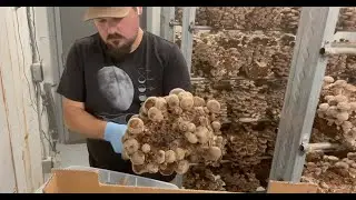 Day at the Mushroom Farm then Creating in the Garden