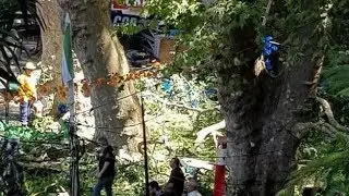 Falling tree kills at least 13, injures 49 on Portuguese island Madeira during festival