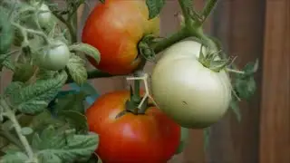 DELICIOUS VINE RIPENED TOMATOES