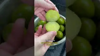 TUDO SOBRE CAMBUCI