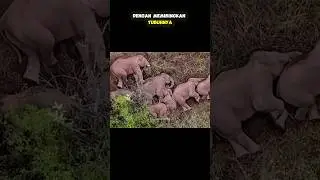SEPERTI INILAH HEWAN KETIKA TIDUR #fitrahsurya #fyp