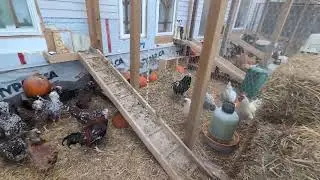 endangered Russian orloff chickens at Huard farms's