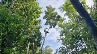 SMART WORKERS CUTTING MAHOGANY TREES WITH SUPER STRONG, SHARP TOOLS! - Agriculture Farming