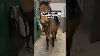 Horse Countdown 🕙#pferde #lustig #memes #countdown #fyp #tiere #animals #winter