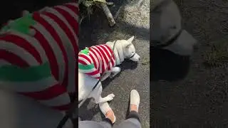 Puppy’s first time seeing Christmas trees 😂 #shorts #puppyreaction #funnydog