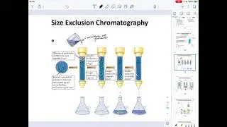 CHEM205_CH5 Методы очистки и характеристики белков. Часть 2