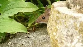 Die Waldmaus