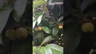 Mangosteen tree