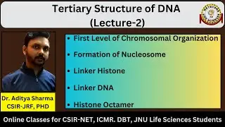 Tertiary Structure of DNA Lecture -2|First Level of Chromosomal Organization| #nucleosomes#csirnet