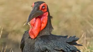 Africa's Biggest Birds | Exclusive 4K Footage