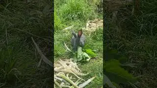 Hoover hog loves sunchoke leaves #rabbit #meatrabbits ￼
