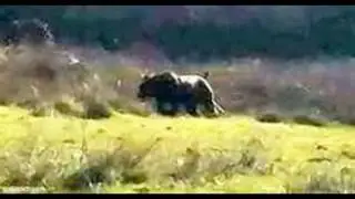 Top 8 Black Panther Sightings In The UK