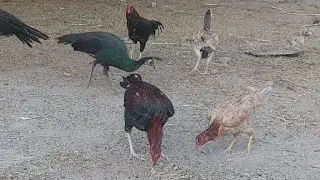 Fancy Chicks #aseelmurga #aseelmurgalover #aseelmurgafarm #aseelmurgake #aseelmurgah #ardil347 #fyp 