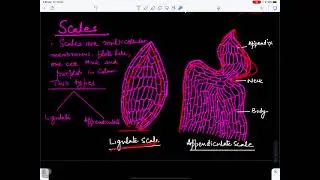Marchantia-1(morphology)